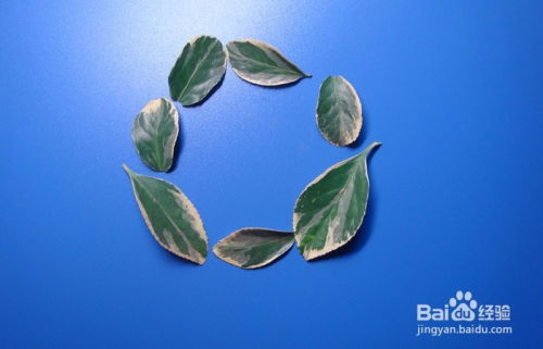 植物艺术画拼装深海中的小章鱼